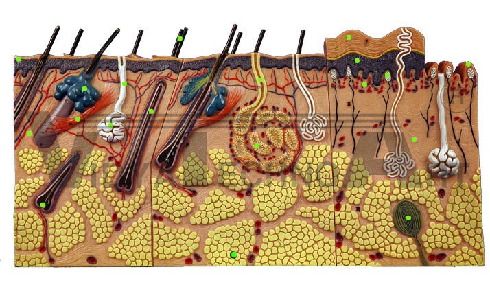 Skin Models India, Skin Models Manufacturers, Skin Models ... balnk eye diagram to label 