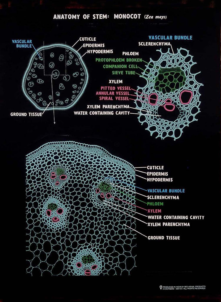 Anatomy