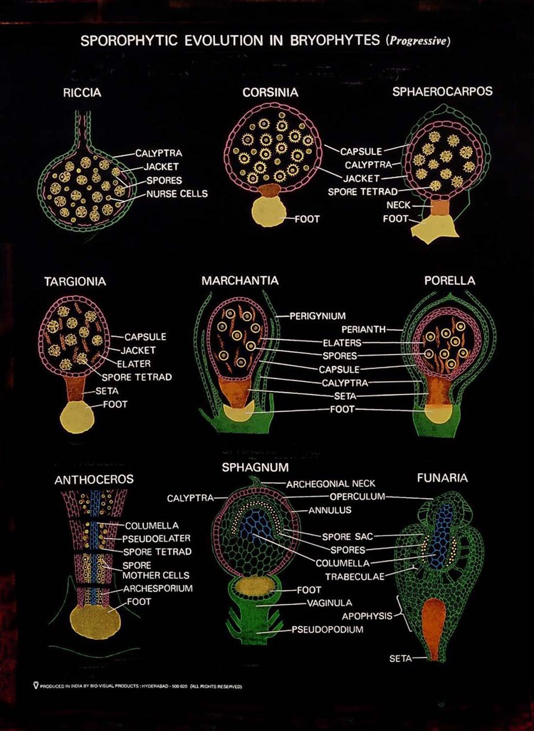 Bryophyta