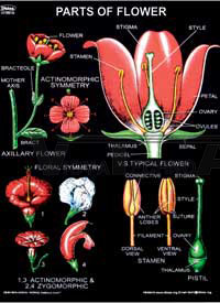 Botany