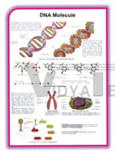 BOTANY CHART