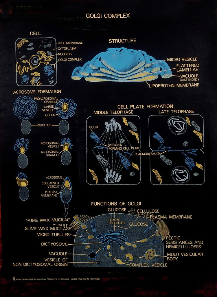 Cytology