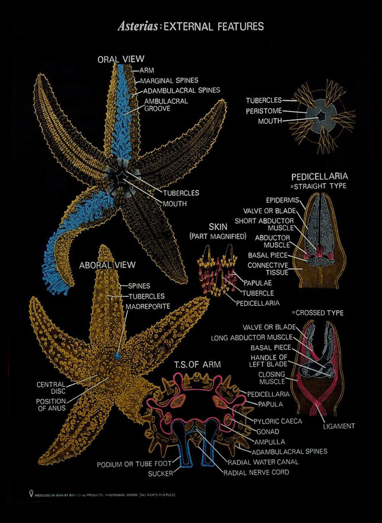 Echinodermata