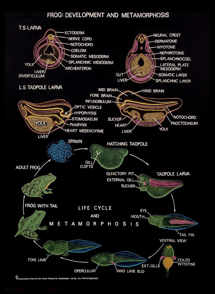 Embryology