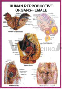 HUMAN REPRODUCTION CHARTS