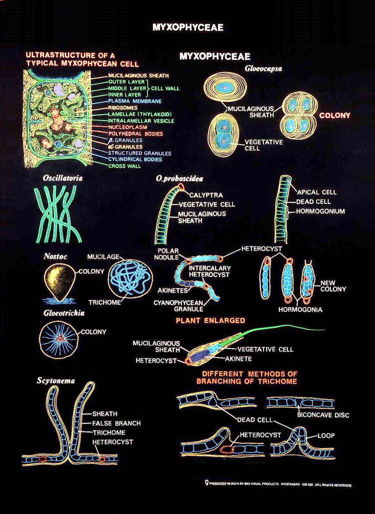 Microbiology