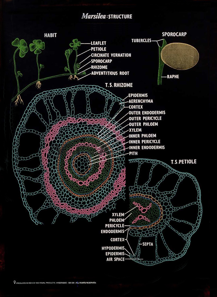 Pteridophyta