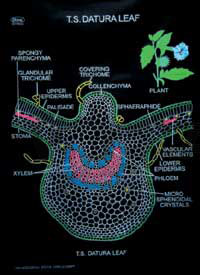 Pharmacogonosy