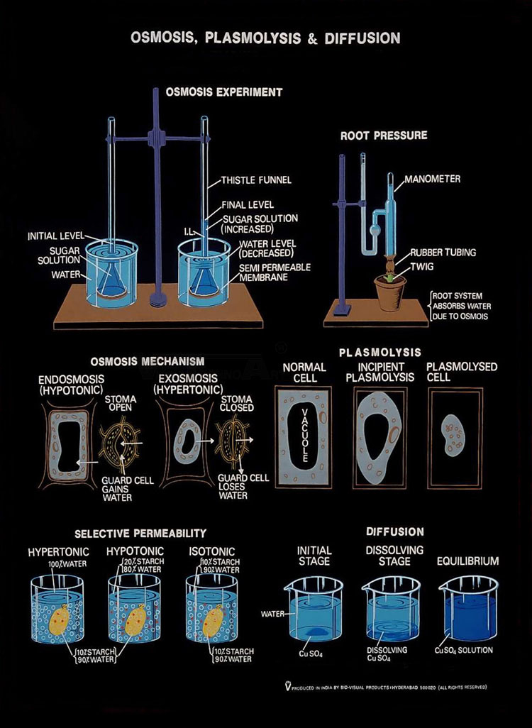 Physiology