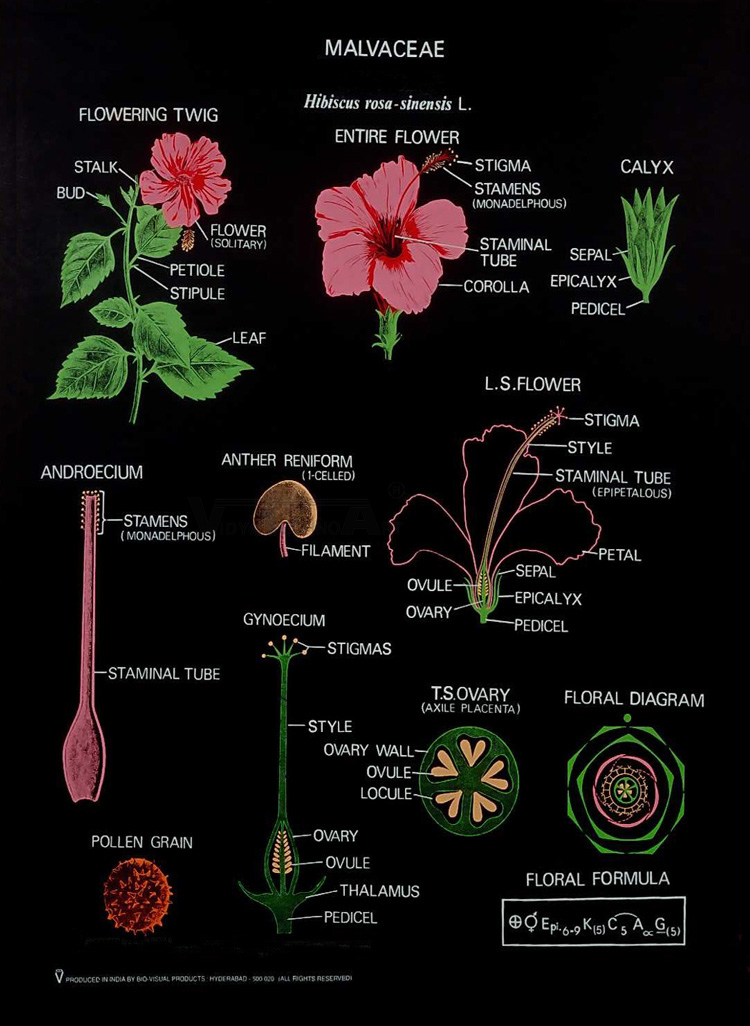 Taxonomy