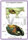 POLYART DAIRY FARMING HUSBANDRY CHARTS