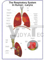 HUMAN PHYSIOLOGY SIZE 75 X 100 CMS (ENGLISH ONLY)