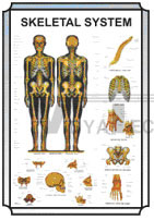 HUMAN PHYSIOLOGY SIZE 75 X 100 CMS (ENGLISH ONLY)