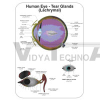 HUMAN PHYSIOLOGY CHARTS SIZE 75 X 100 CMS