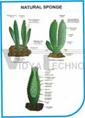 ZOOLOGY CHARTS