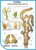 ZOOLOGY CHARTS