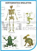 ZOOLOGY CHARTS