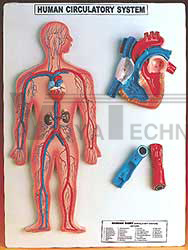 Human Circulatory System