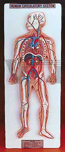 Human Circulatory System (Economy)