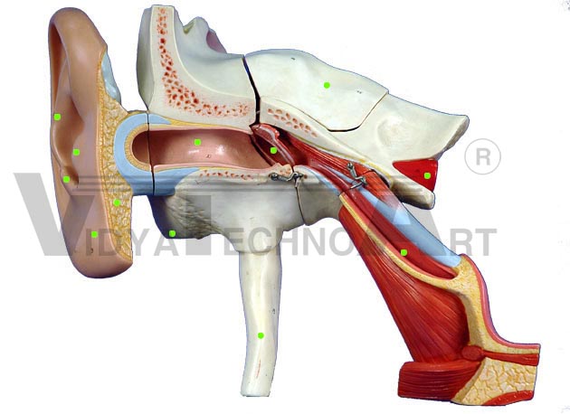 Ear Model