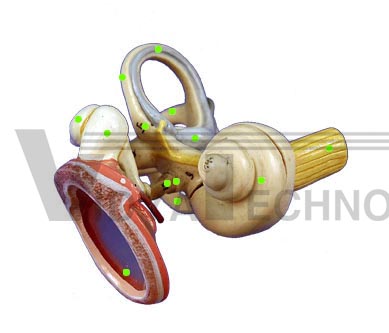 Ear Structures