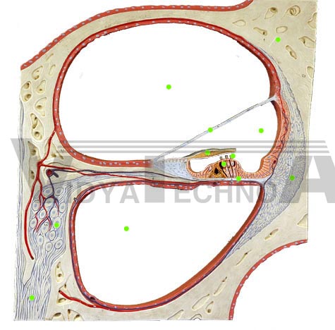 Cochlea Model