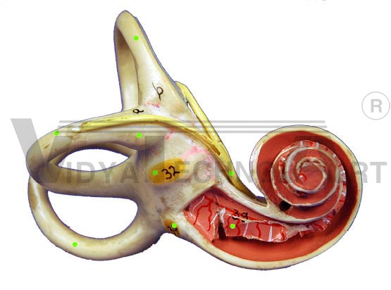 Inner Ear Structures