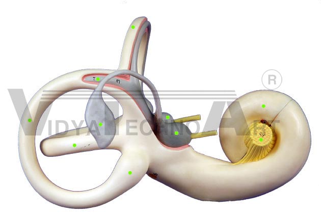 Semicircular Canals