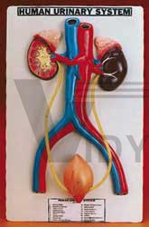 Human Urinary System