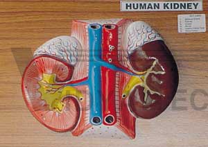 Human Kidney (Large)