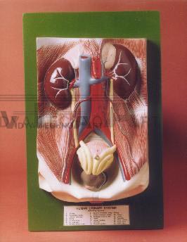 Human Excretory System