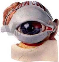 Human Eye Ball With Orbit