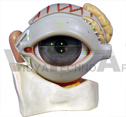 Eye: External Structures