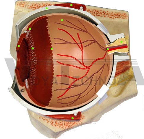 Eye: Internal Anatomy