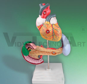 Pancreas & Heart Model