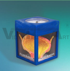 Bladder Model in a Magic Cube