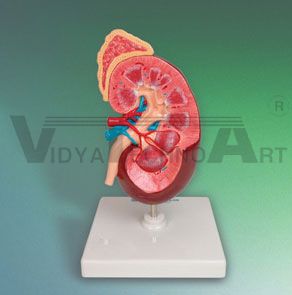 Kidney Model