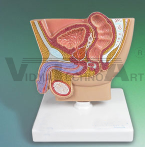 Male Reproductive System