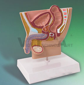 Male Reproductive System