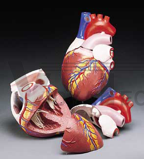 Heart Model (4 Parts)