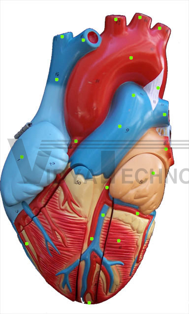 Heart: Anterior View