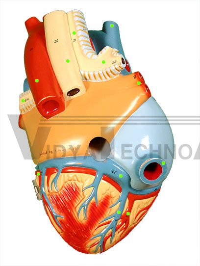 Heart: Posterior View