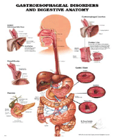 Disorders-&-Digestive Chart