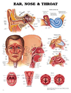 Ear, Nose, and Throat Chart