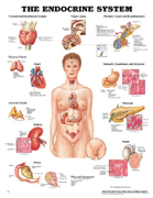 Endocrine System,Female Chart