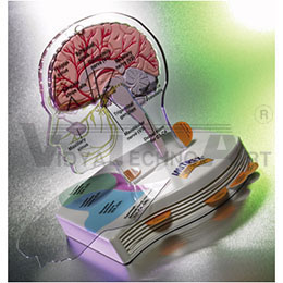 Anatomical Brain Model