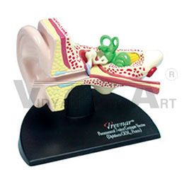 Anatomical Ear Model