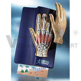 Anatomical Hand Model