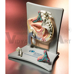 Anatomical Prostate Model