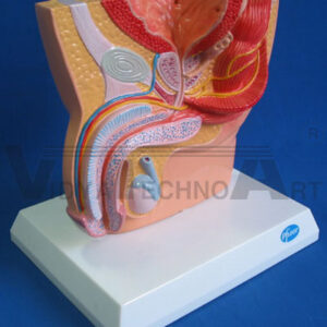 Knee Joint Bone Human Anatomical Model